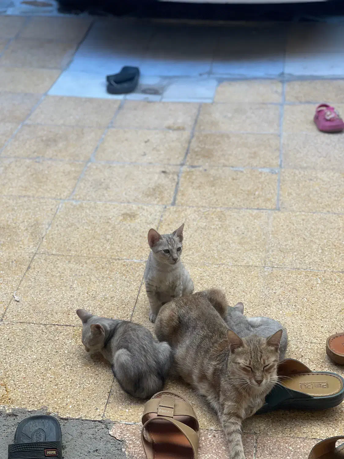 واگزاری گربه|گربه|شوش, |دیوار