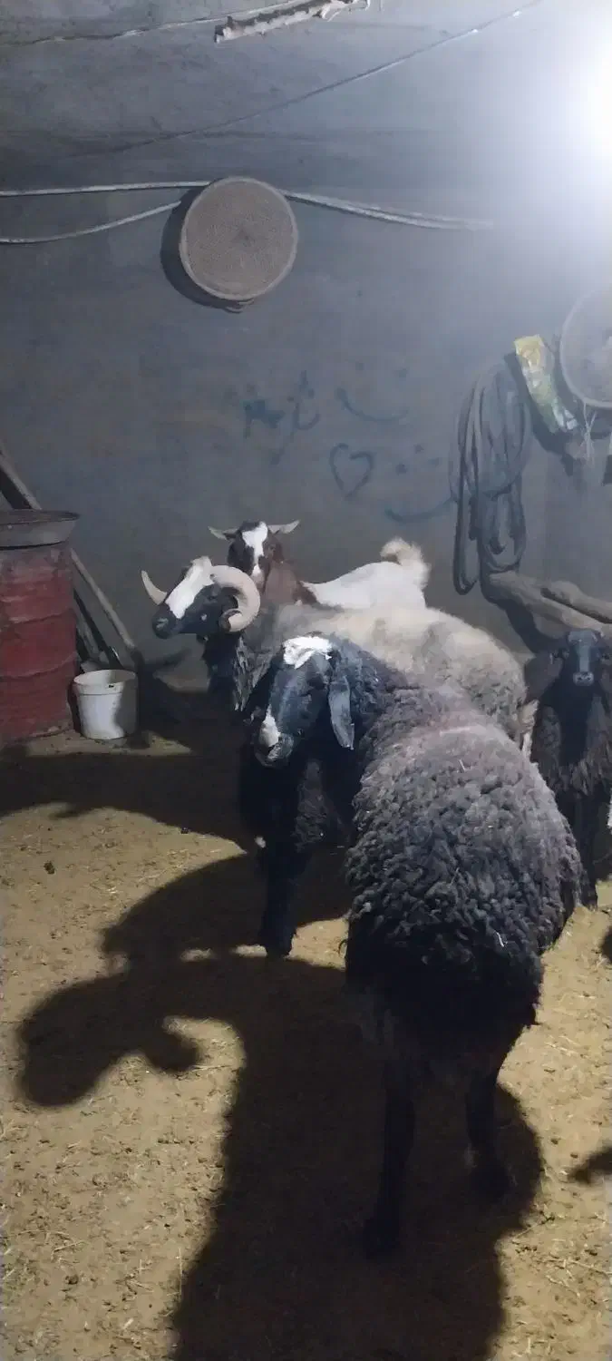 دو عدد قوچ شالی|حیوانات مزرعه|خرقان, |دیوار