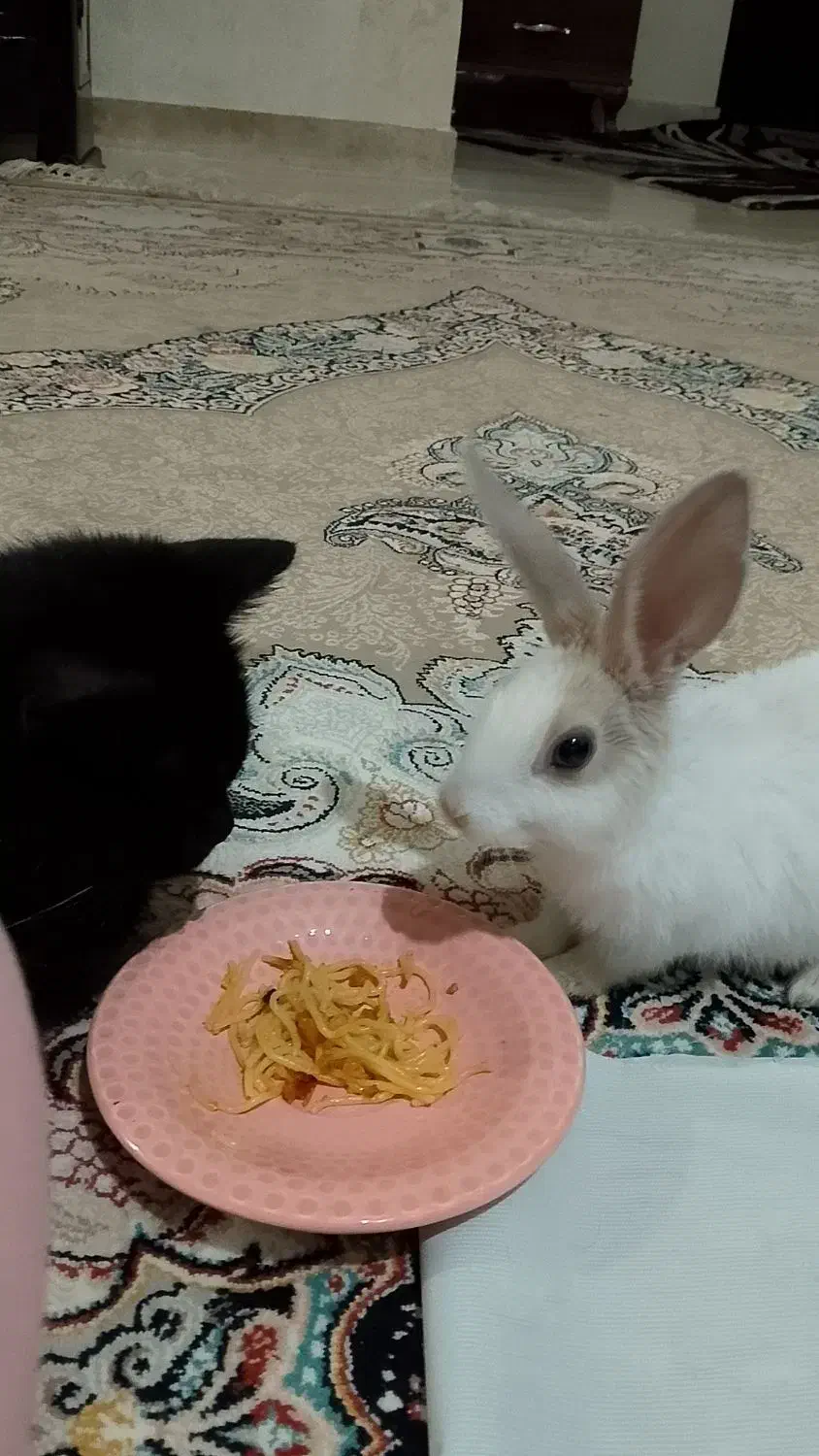 واگذاری خرگوش خانگی|موش و خرگوش|تبریز, |دیوار