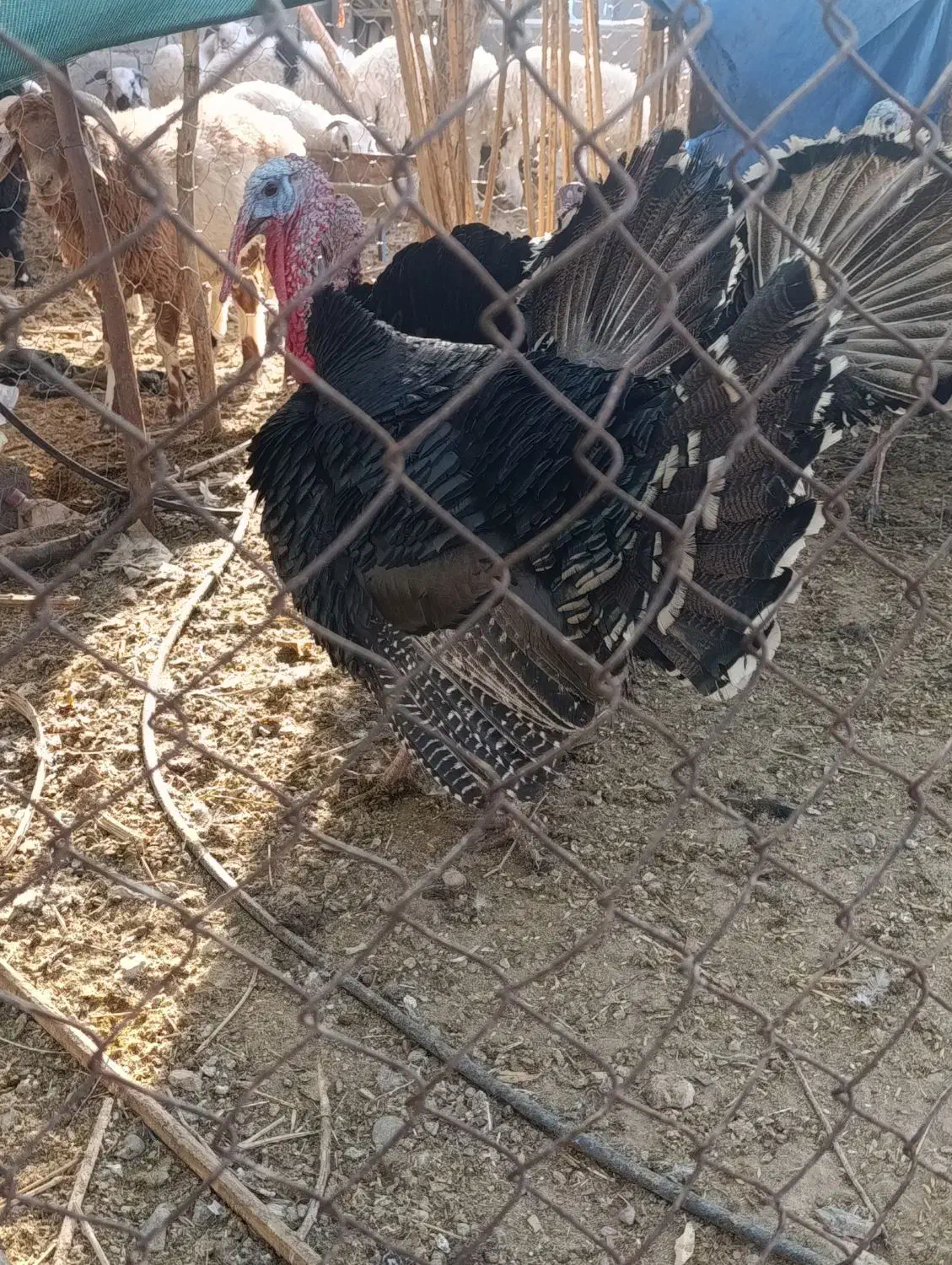 بوقلمون|پرنده|جیرفت, |دیوار