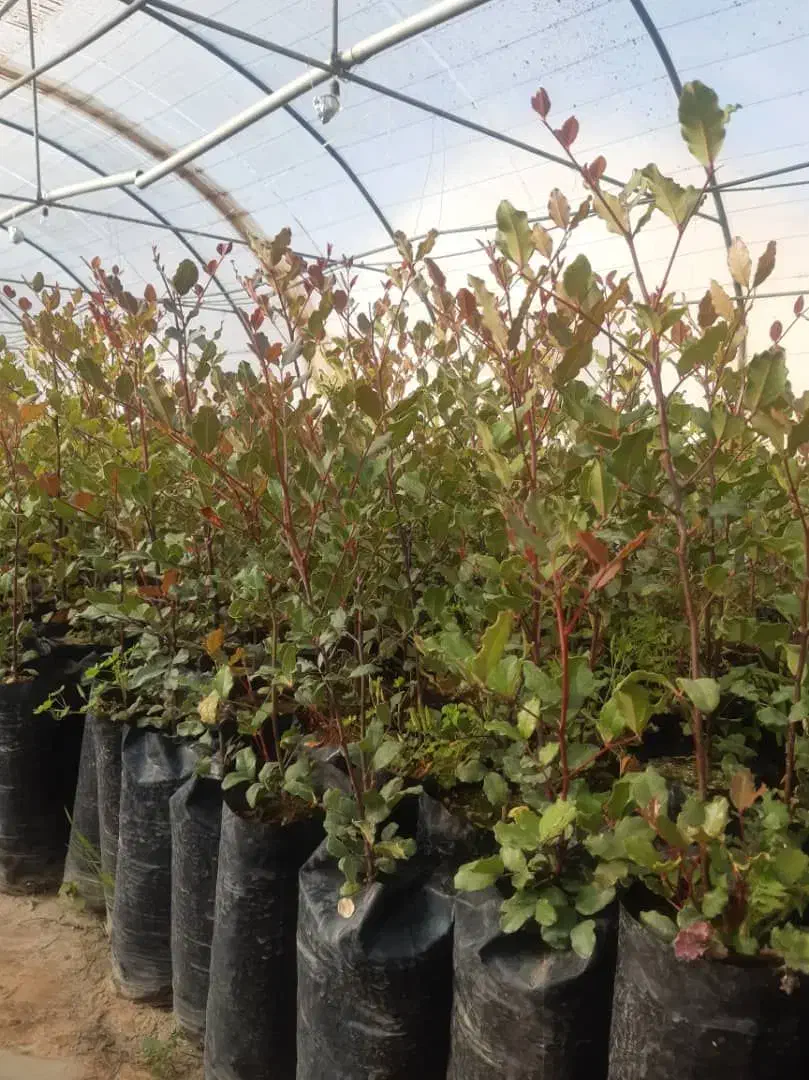 نهال خرنوب گلدانی|گل و گیاه طبیعی|شیراز, دانشکده کشاورزی دانشگاه شیراز|دیوار