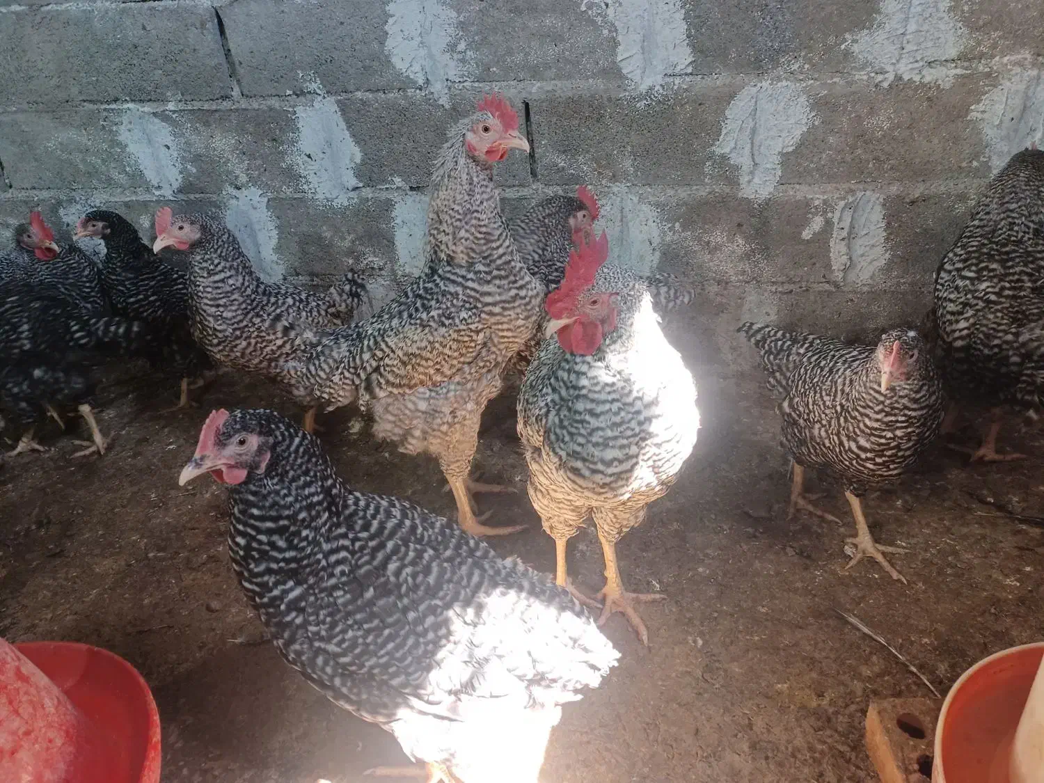 فروش خروس آمروک|حیوانات مزرعه|گرگان, |دیوار