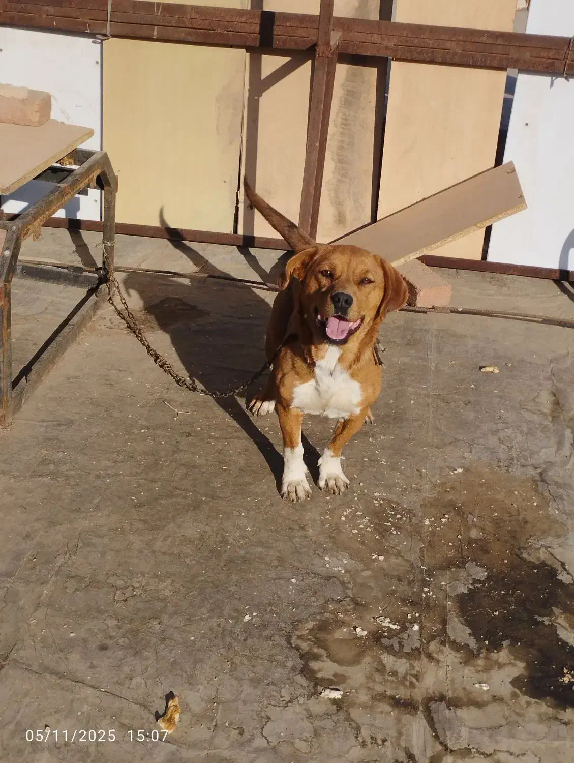 سگ ماده|سگ|بهار, |دیوار