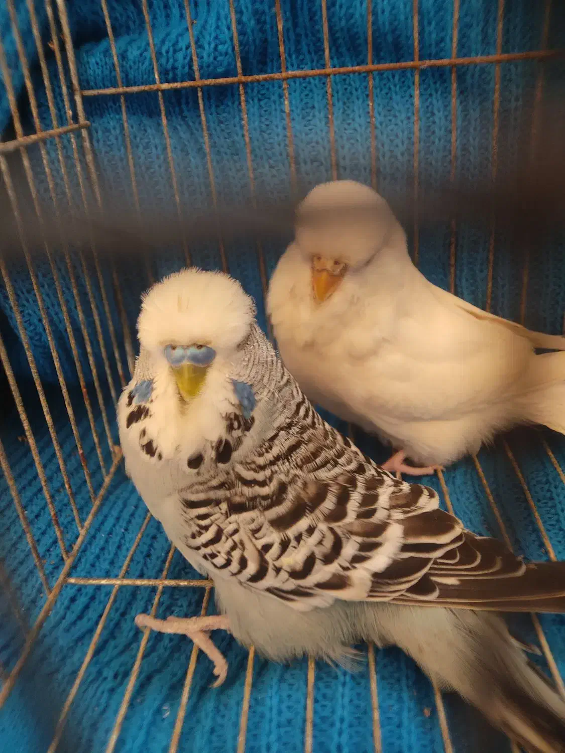 جفت مرغ عشق انگلیسی ۲۰۲۳|پرنده|بابل, |دیوار