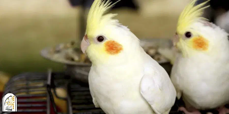 یک جفت عروس هلندی|پرنده|یاسوج, |دیوار