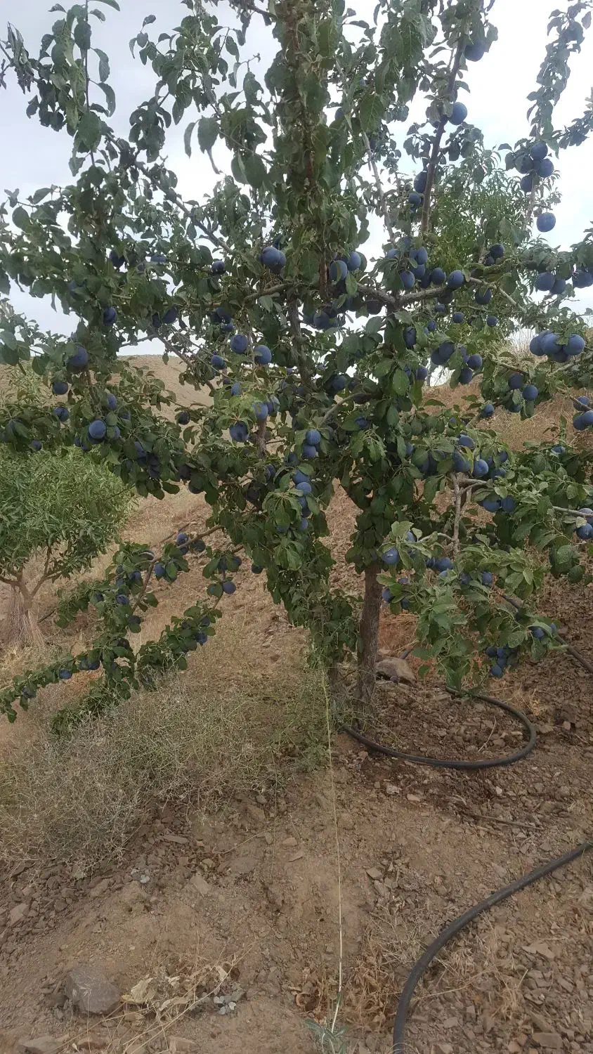 اجرای هرس و فرم دهی اصولی درختان مثمر|خدمات باغبانی و درختکاری|نجف‌آباد, صالح آباد|دیوار