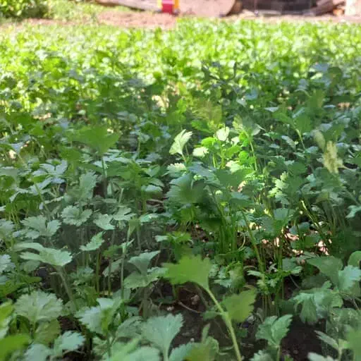 سبزی رامهرمز|خوردنی و آشامیدنی|شاهینشهر, شهرک میلاد|دیوار