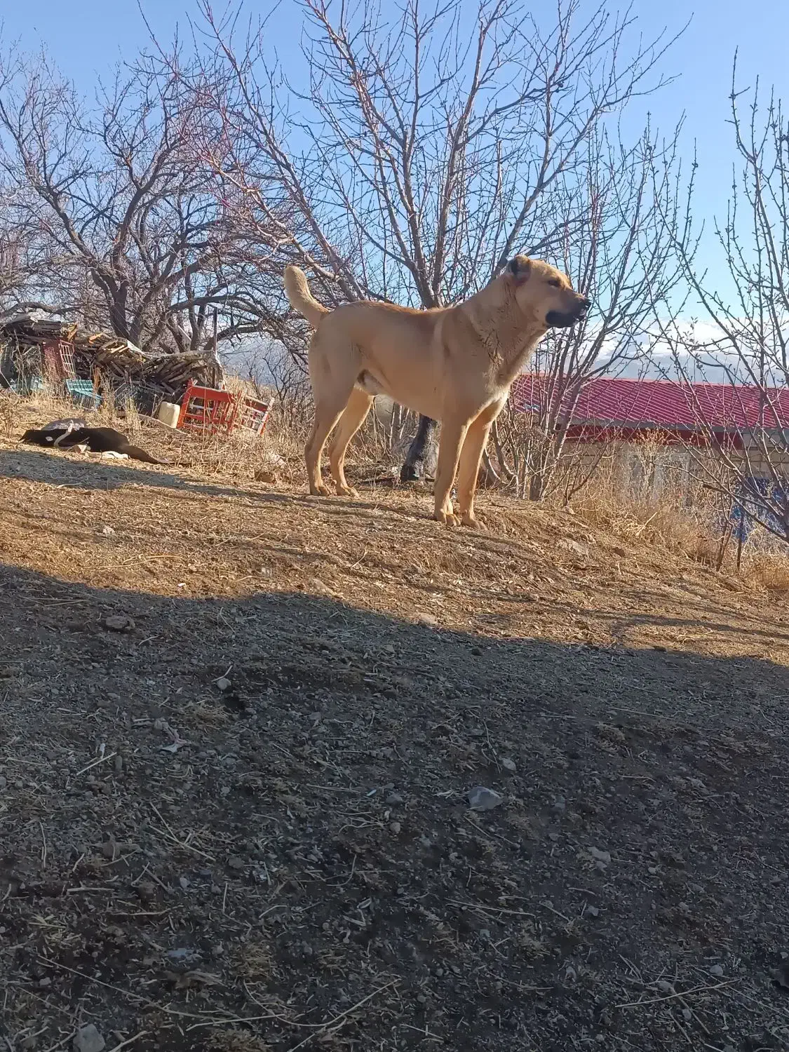 س گ|سگ|کندوان, |دیوار