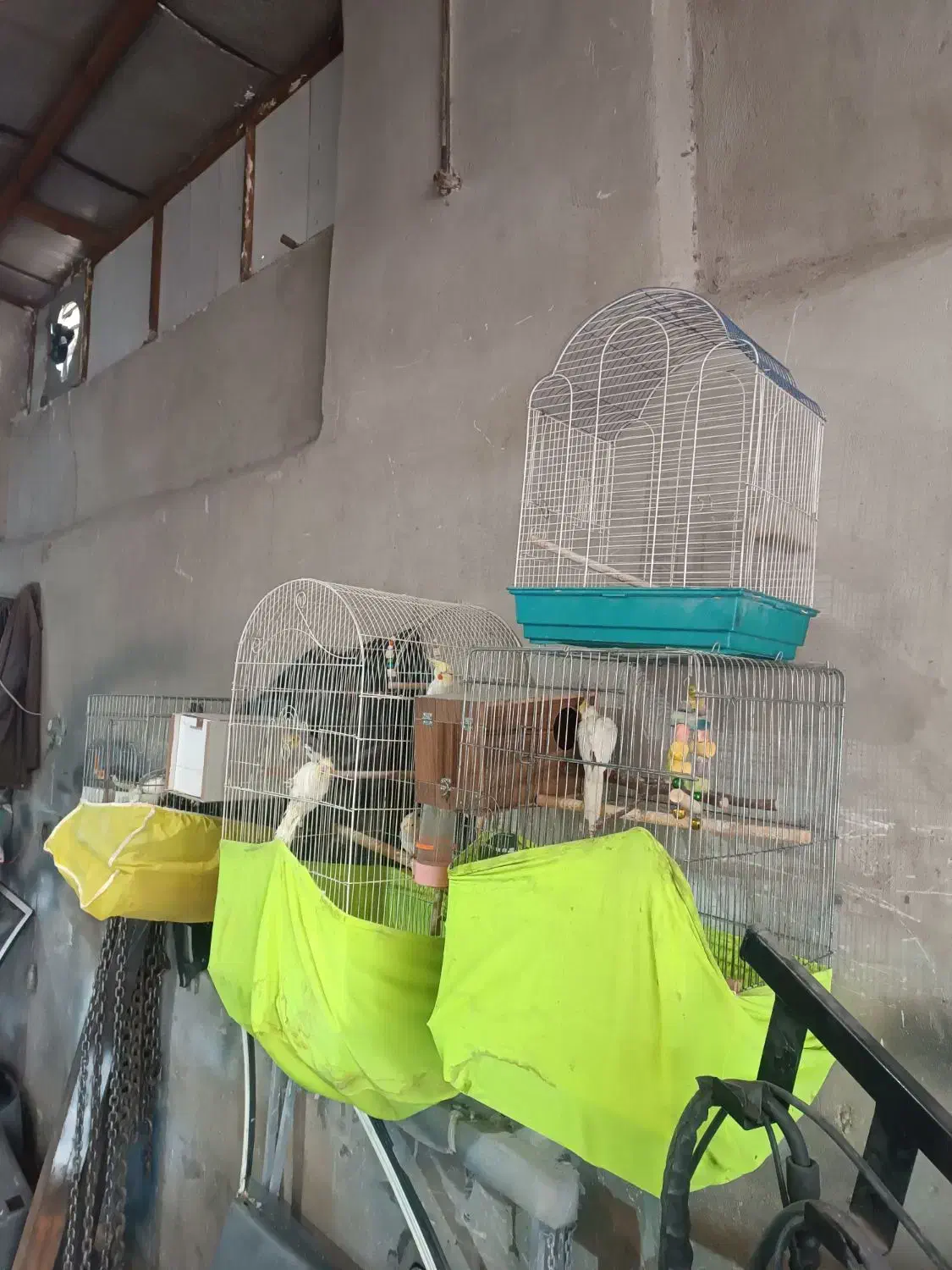 عروس هلندی|پرنده|وحیدیه, |دیوار