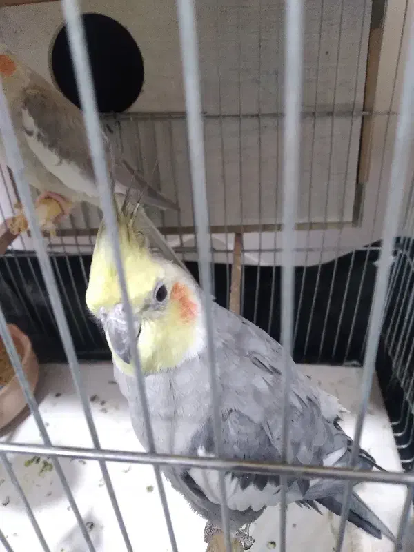 فروش یک جفت عروس هلندی و یه عروس نر بالغ مست|پرنده|دره شهر, |دیوار