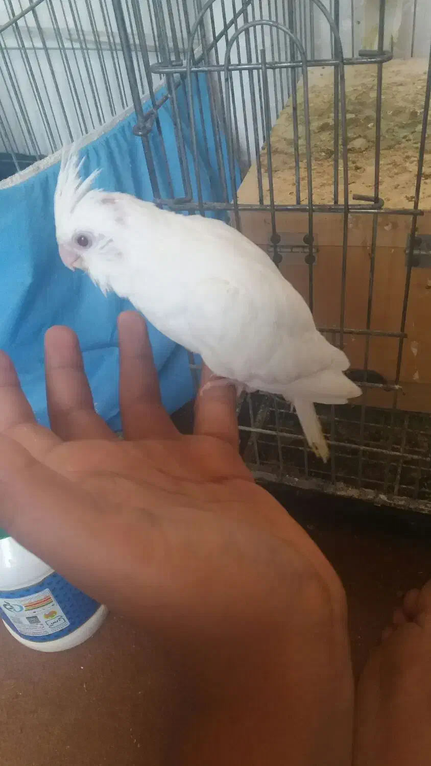 عروس هلندی آلبینو چشم سورخ|پرنده|درگهان, |دیوار