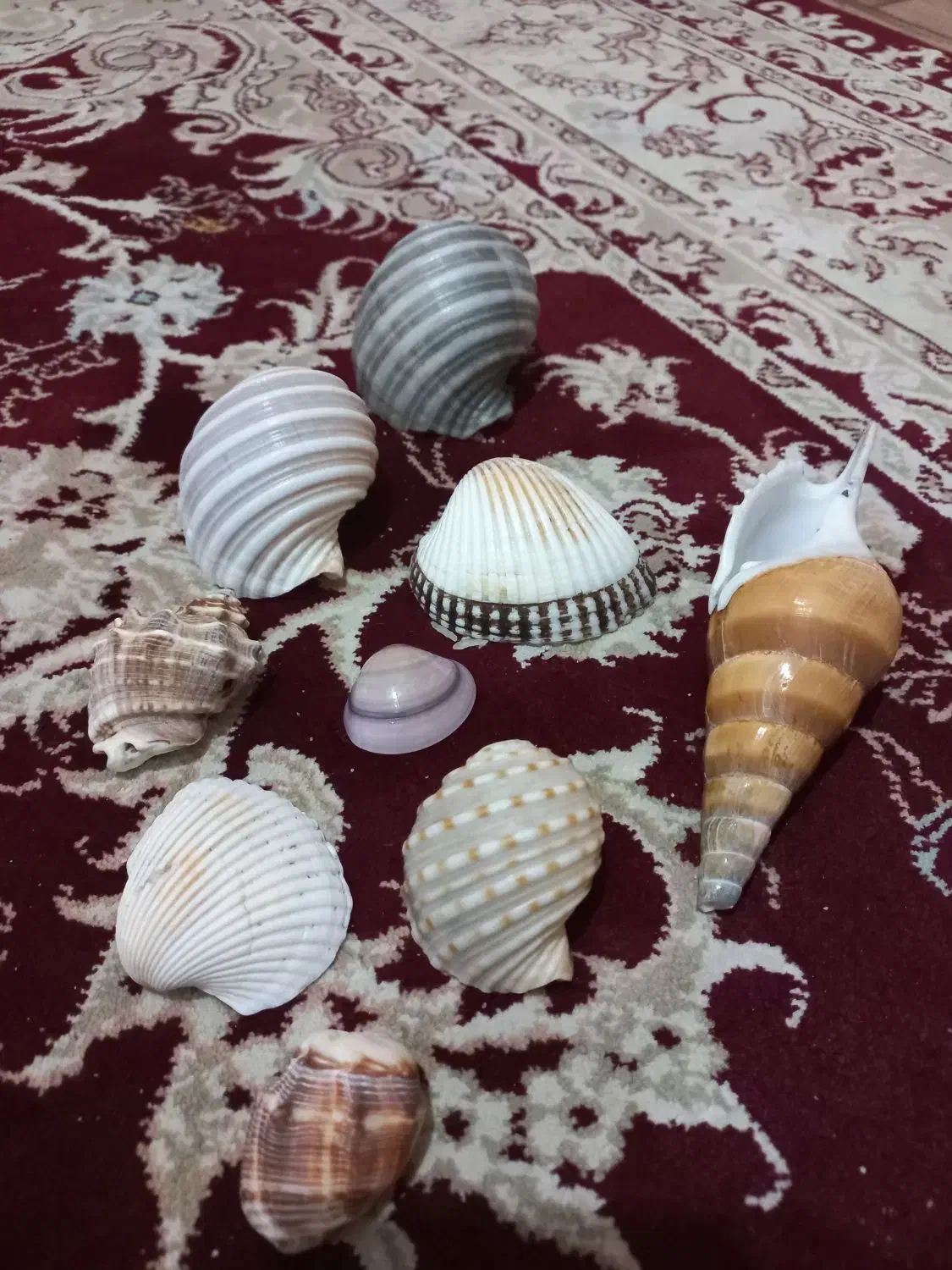 صدف تزئینی جنوب اصل|صنایع دستی و سایر لوازم تزئینی|سیدان, |دیوار