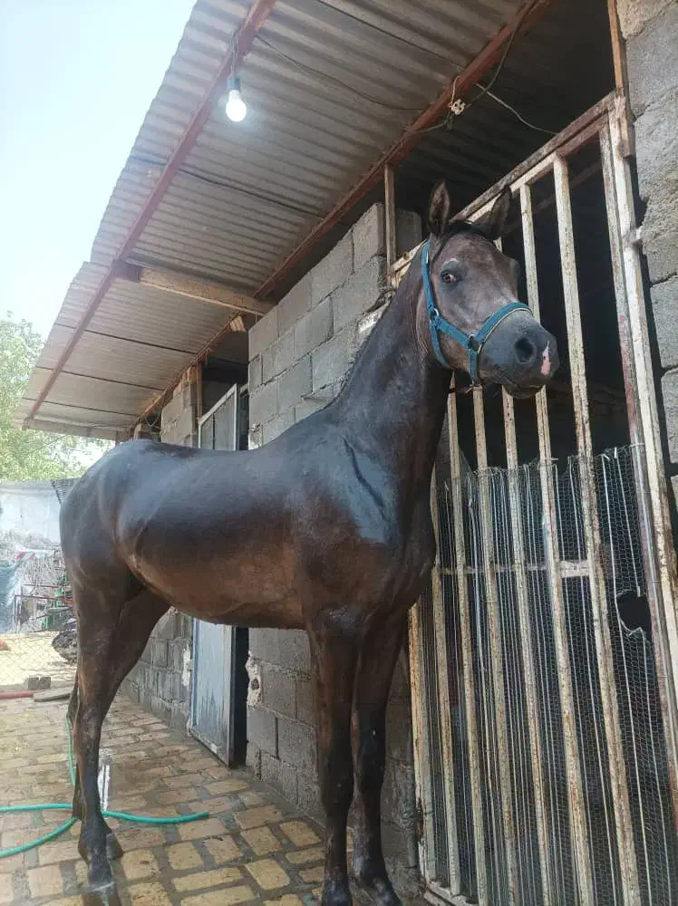 کره نریان دوسر عرب فروش|حیوانات مزرعه|خلجستان, |دیوار