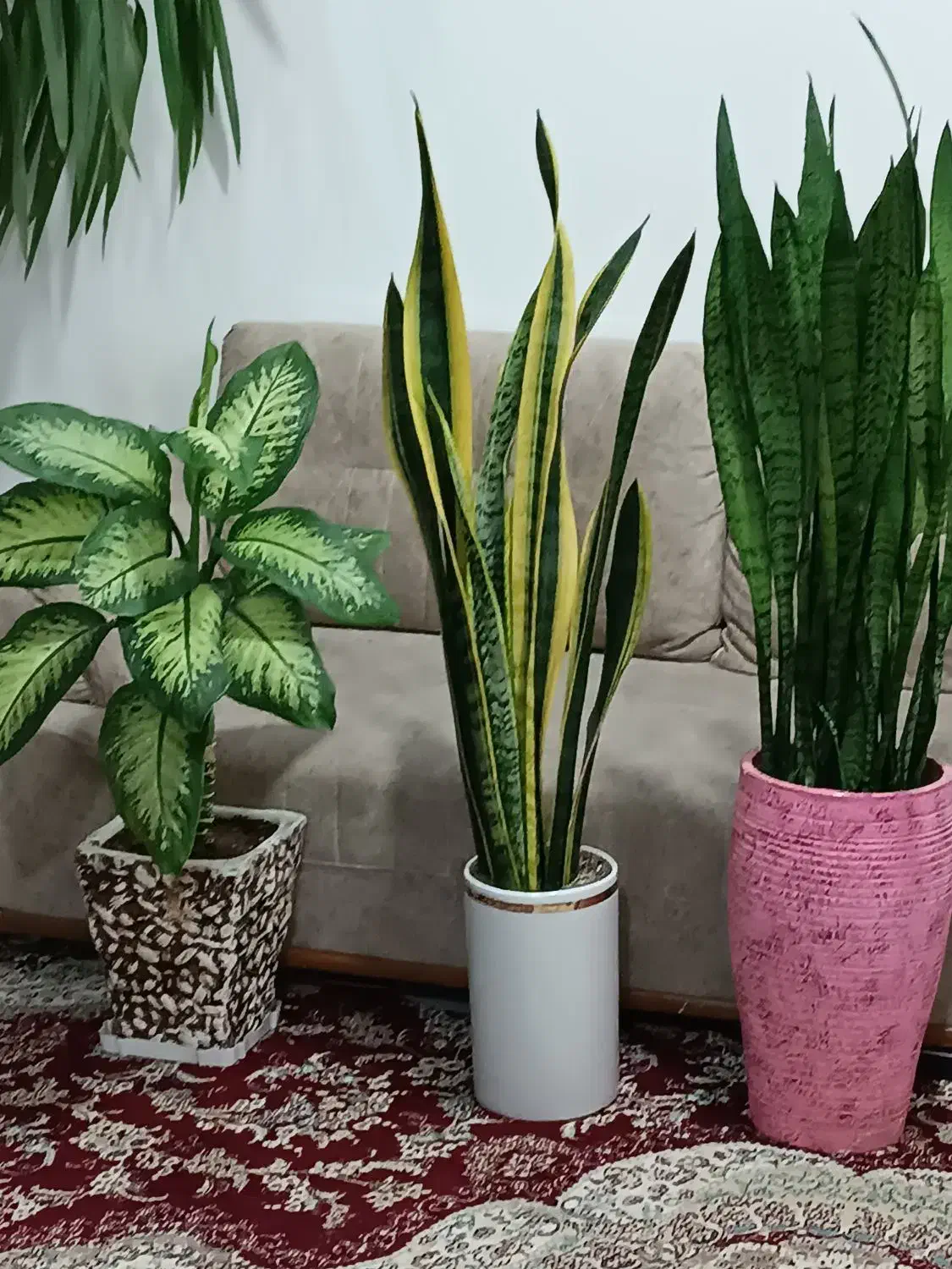 گل‌های بزرگ  باگلدان|گل و گیاه طبیعی|کرمانشاه, |دیوار