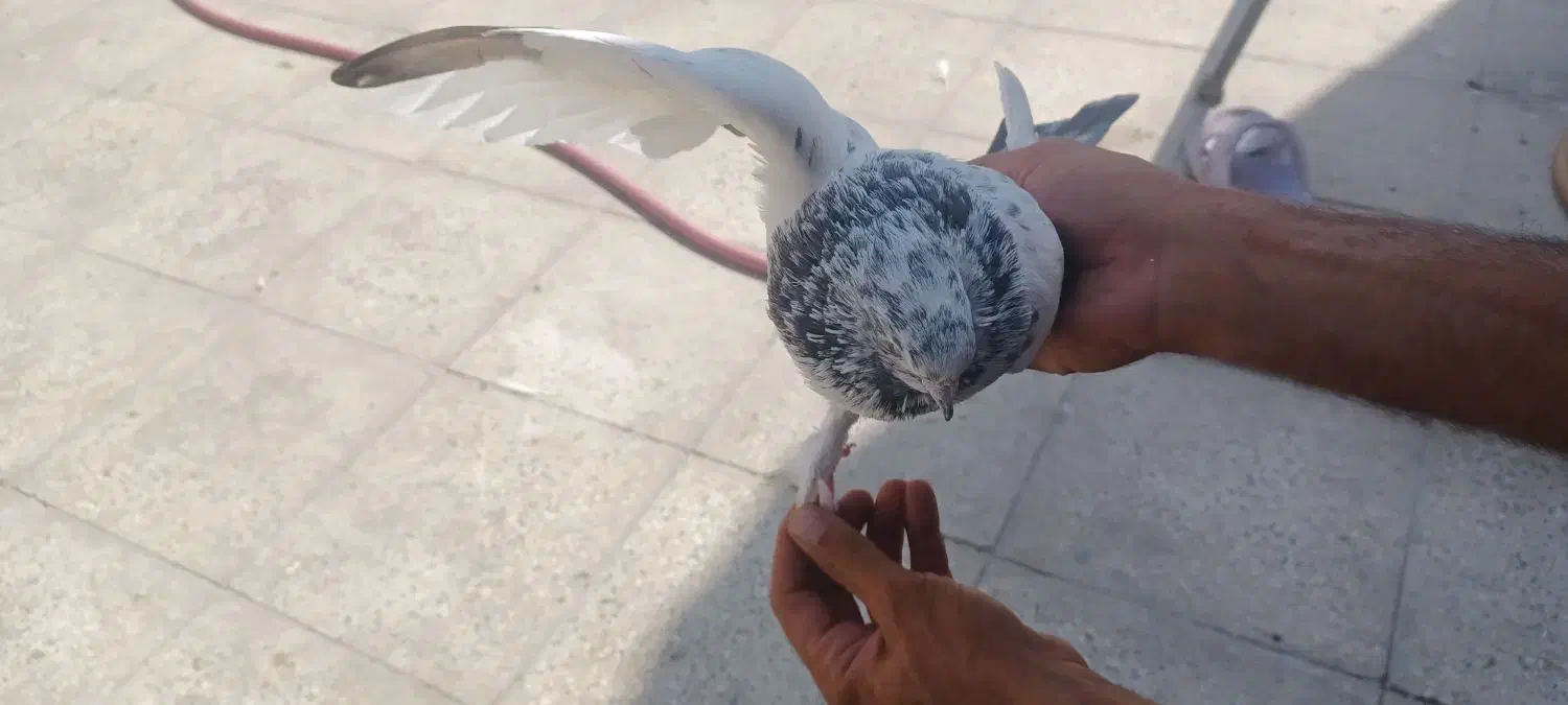 کبوتر پرشی|پرنده|اسلام‌شهر, شهرک لاله|دیوار