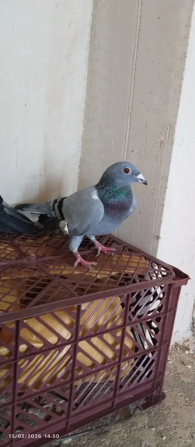 پرنده|پرنده|کشاورز, |دیوار