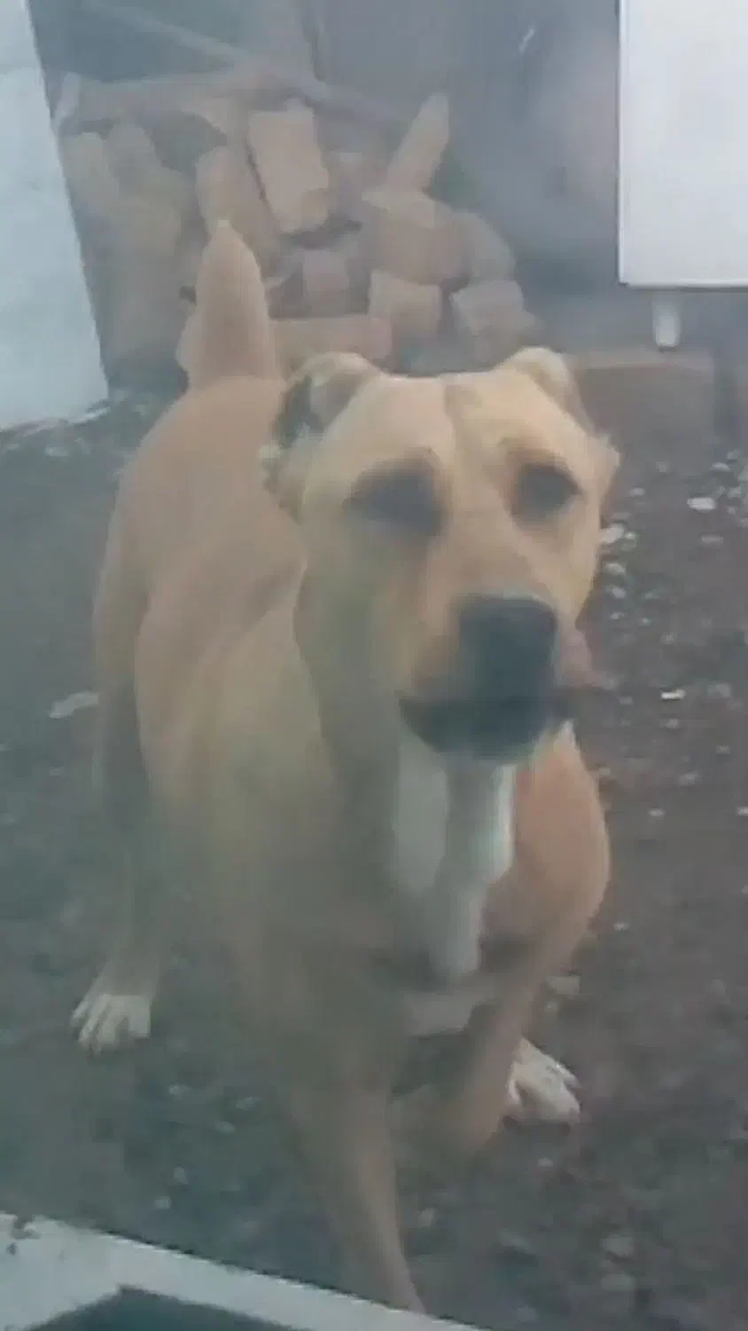 سگ نژاد دار|سگ|مشهد, طبرسی شمالی|دیوار