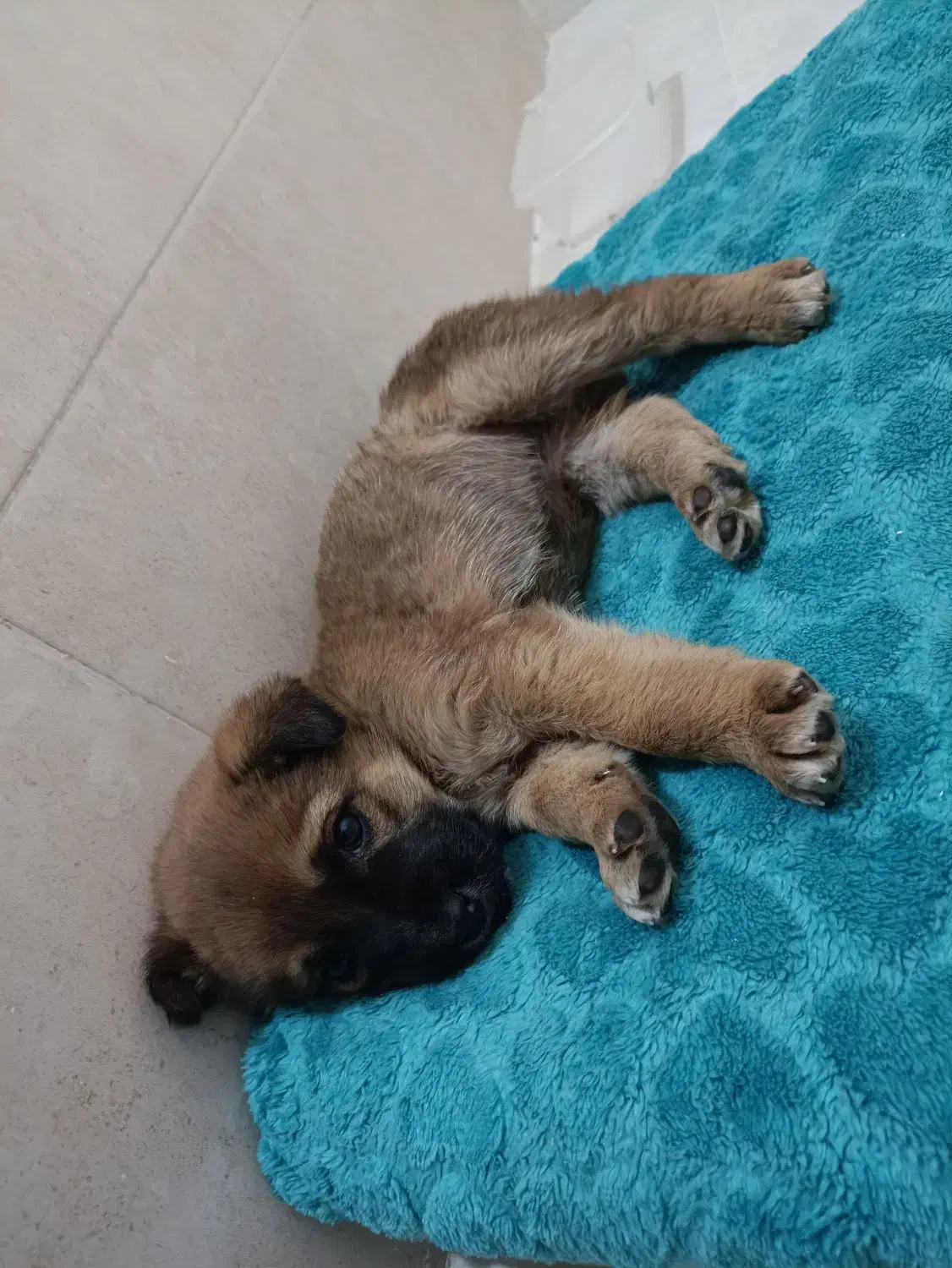 واگذاری سگ|سگ|پاکدشت, پاکدشت (مامازند)|دیوار