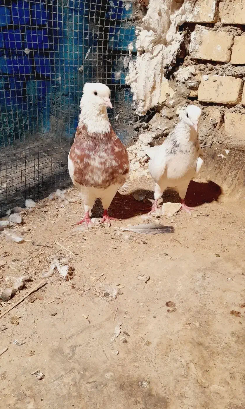 کفتر پرنده طوقی|پرنده|باوی, |دیوار