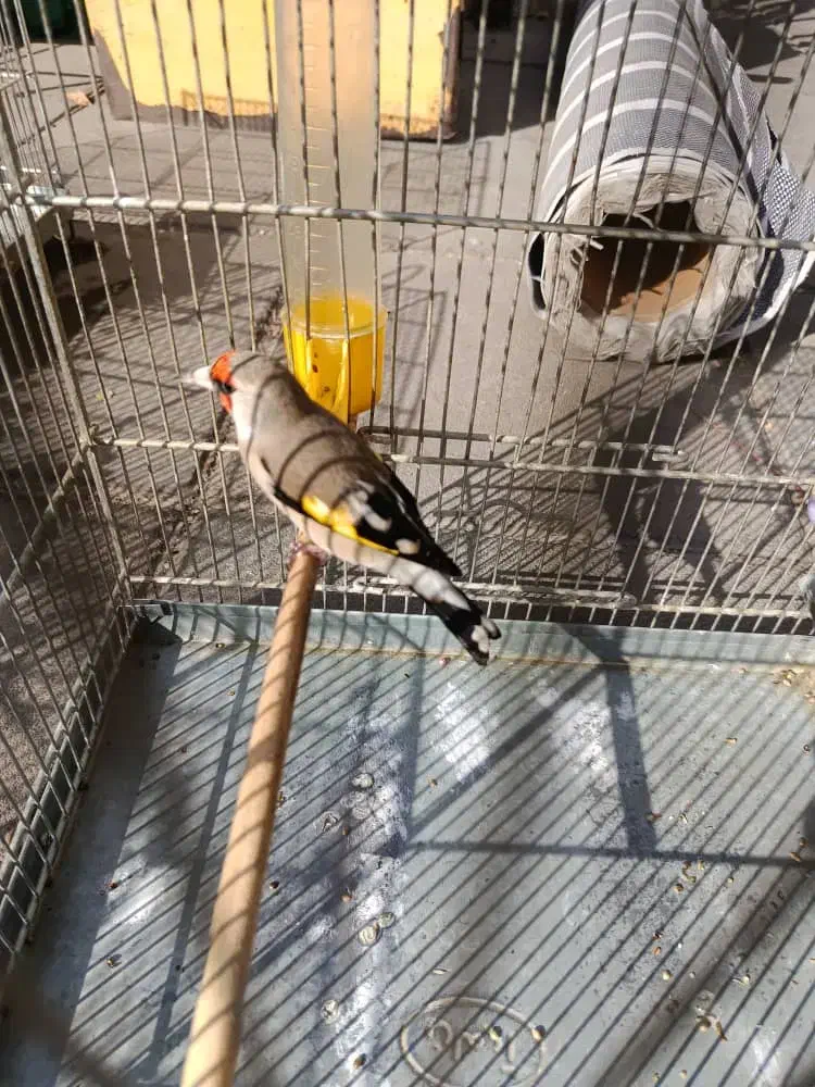 سهره دورگ جوجه معاوضه با رسمی|پرنده|بهارستان, |دیوار