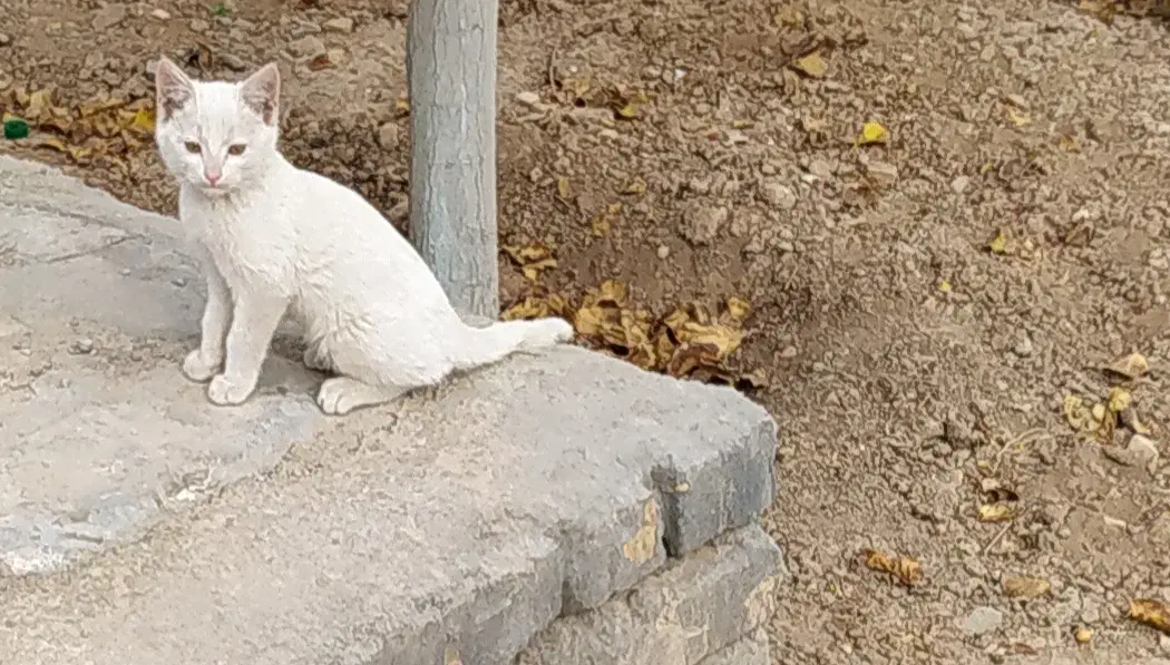 فروش یک عدد بچه گربه سفید|گربه|سمنان, |دیوار