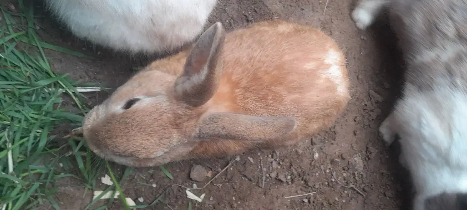 خرگوش|موش و خرگوش|گالیکش, |دیوار