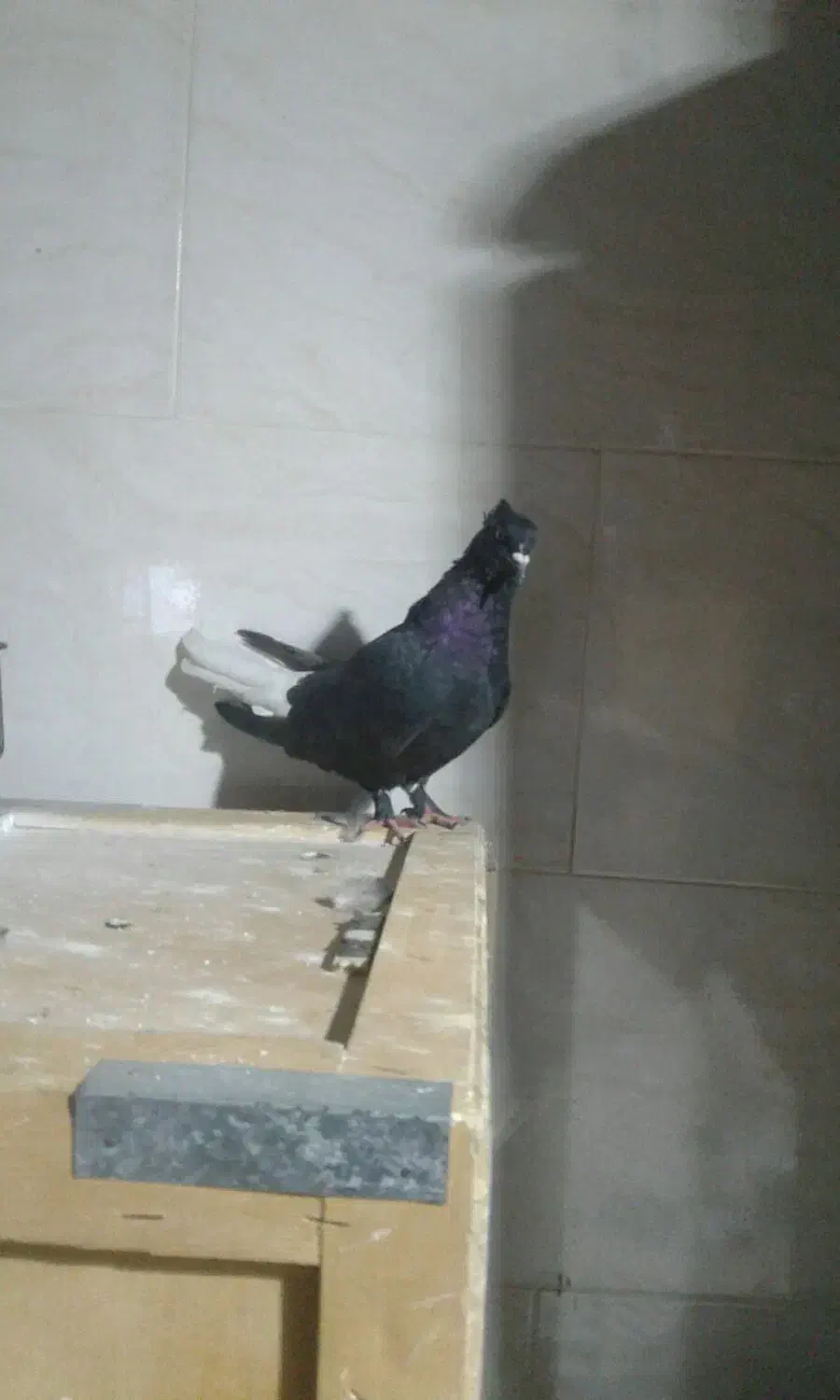 کبوتر|پرنده|شیراز, درکی|دیوار