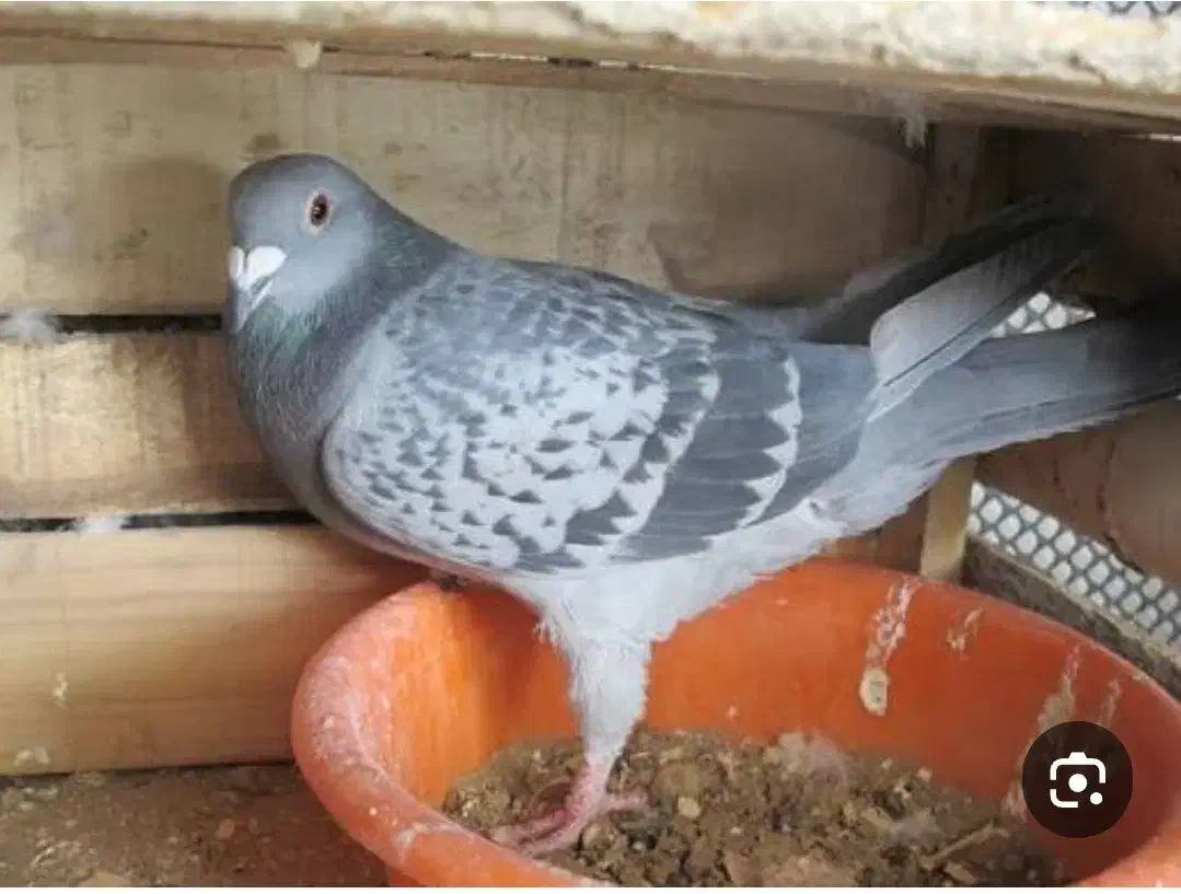 ماده مگسی پلاکی گمشده|حیوانات|میبد, |دیوار