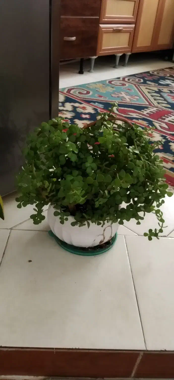 گلدان خرفه ای زیبا و سرحال|گل و گیاه طبیعی|سمنان, |دیوار