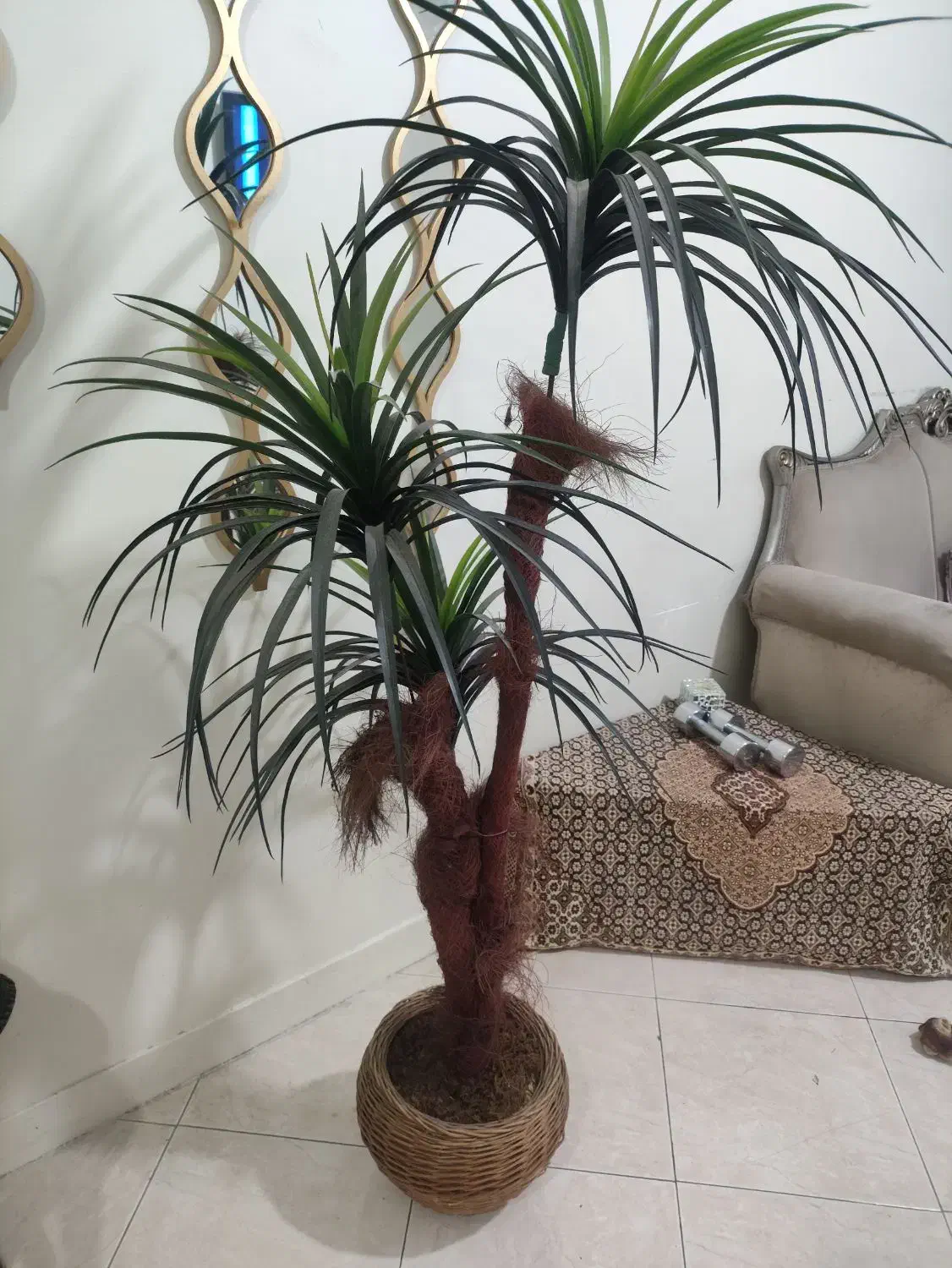 نخل سوزنی اریکا کاملا سالم و نو|گل مصنوعی|تهران, شهمیرزادی|دیوار