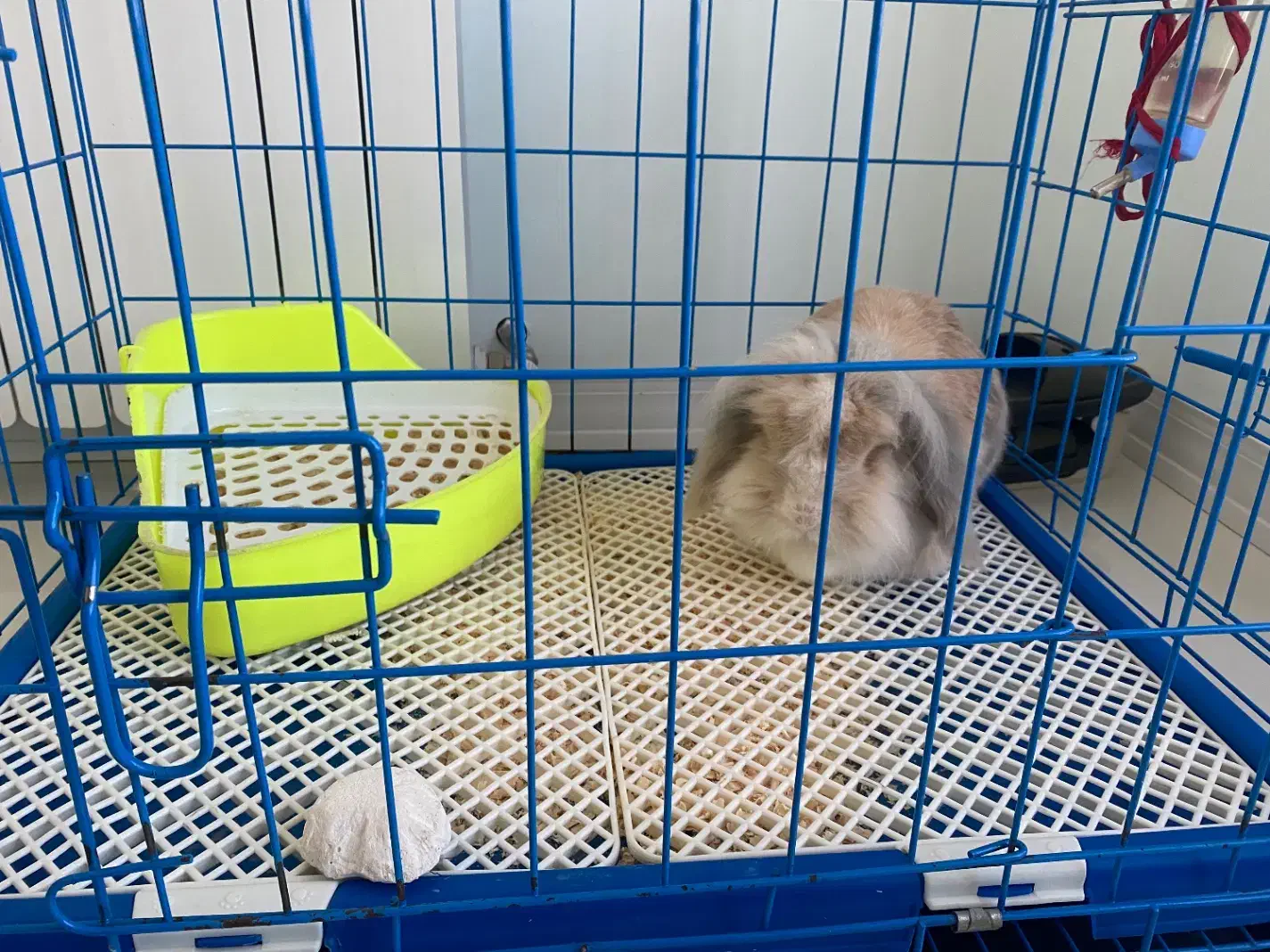 خرگوش لوپ هلندی نر چشم ابی|موش و خرگوش|قائم‌شهر, |دیوار