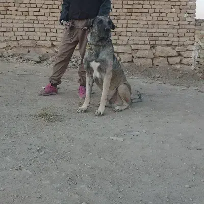 واگذاری سگ عراقی|سگ|کبودرآهنگ, |دیوار