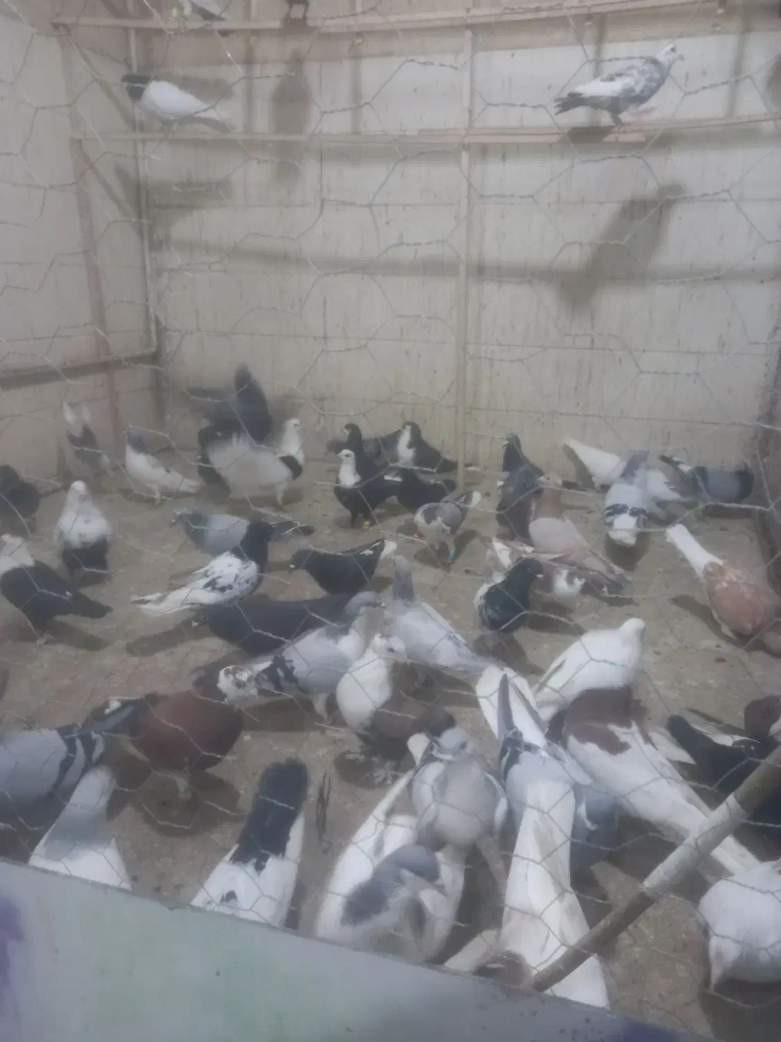 کبوتر|حراج|اقبالیه, |دیوار