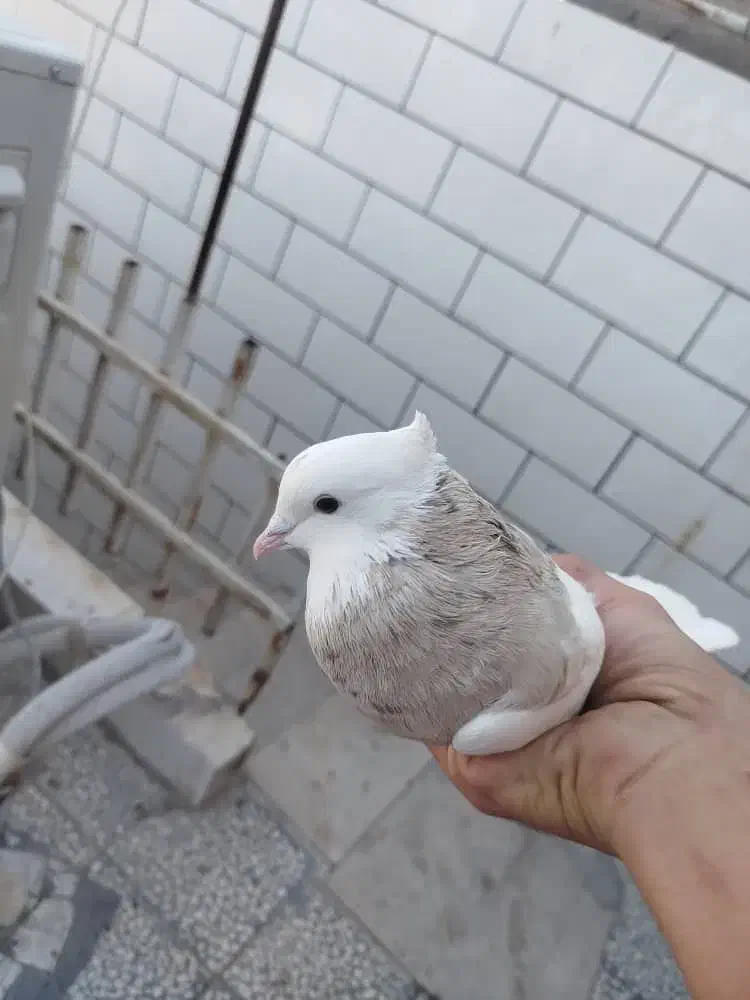 کبوتر طوقی یکت گم کردم|پرنده|کارون, |دیوار