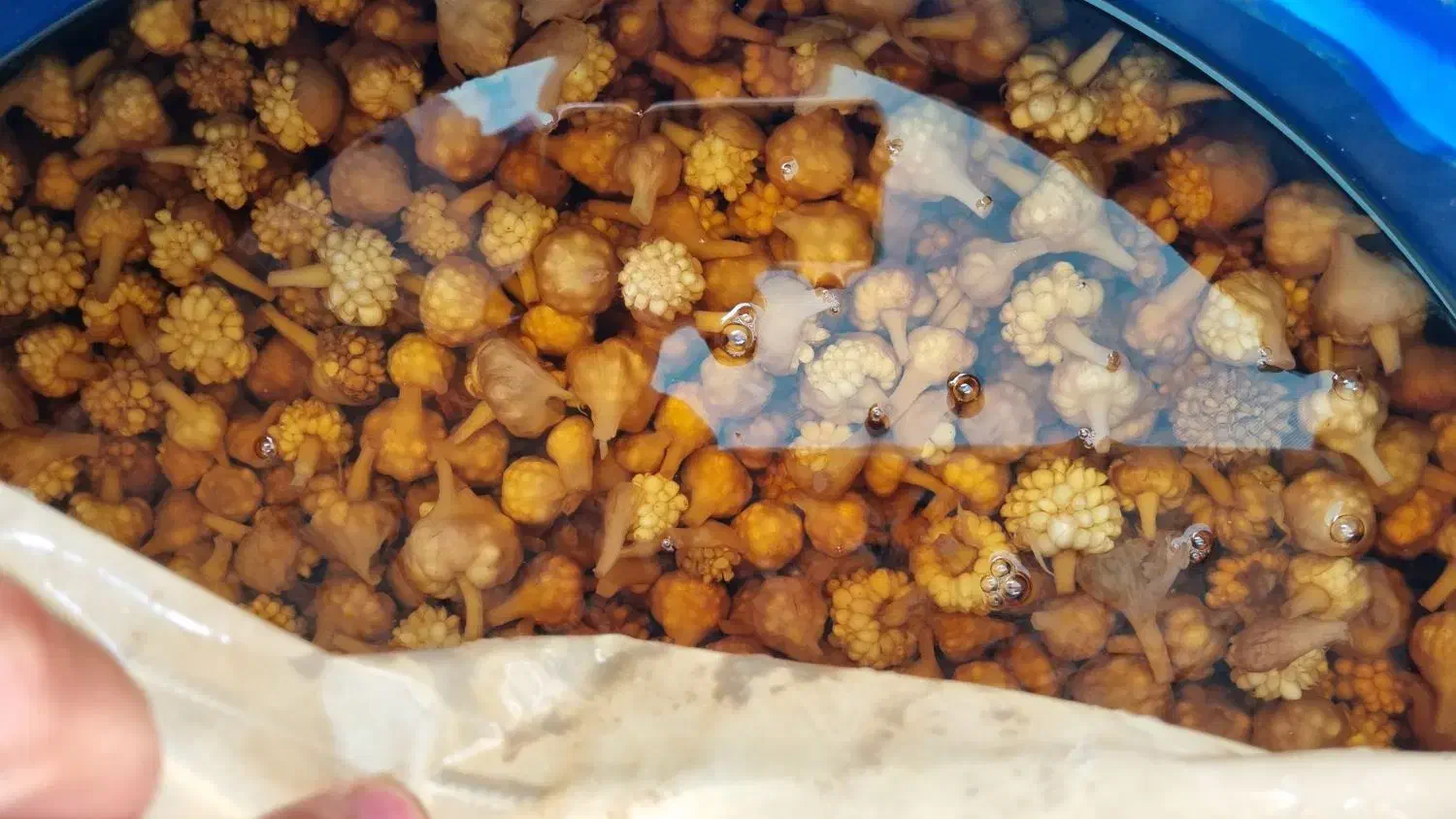 گلسیر|خوردنی و آشامیدنی|لنگرود, |دیوار