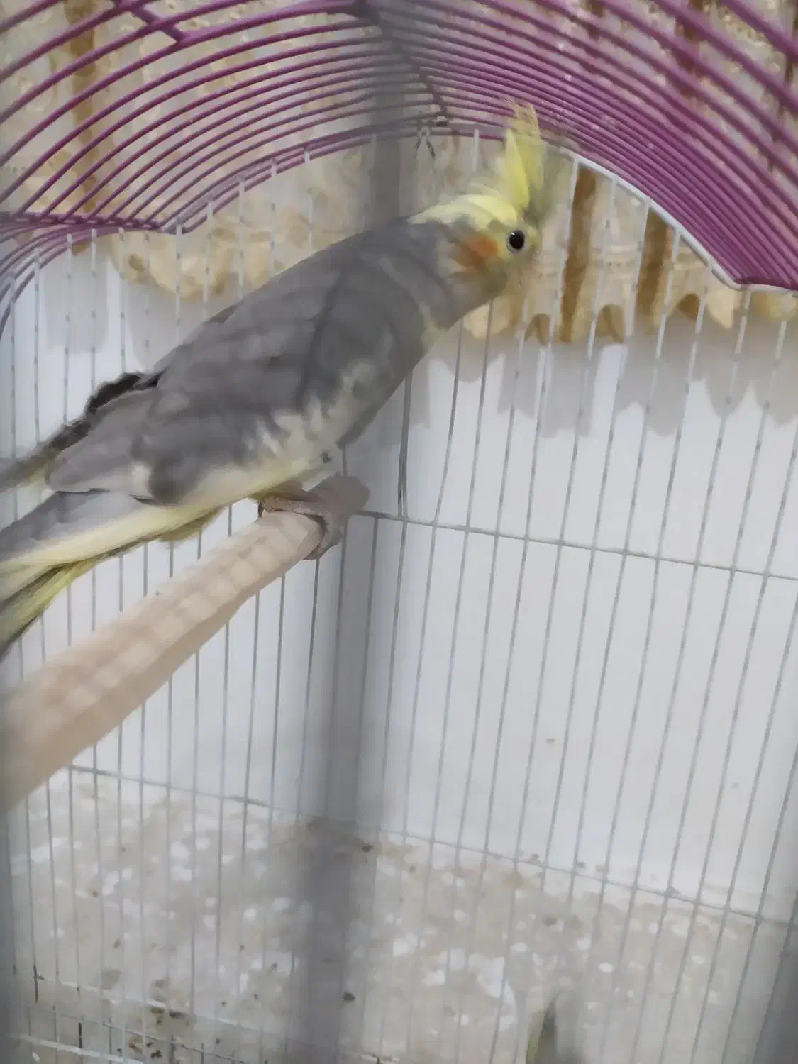 پرنده|پرنده|همدان, |دیوار