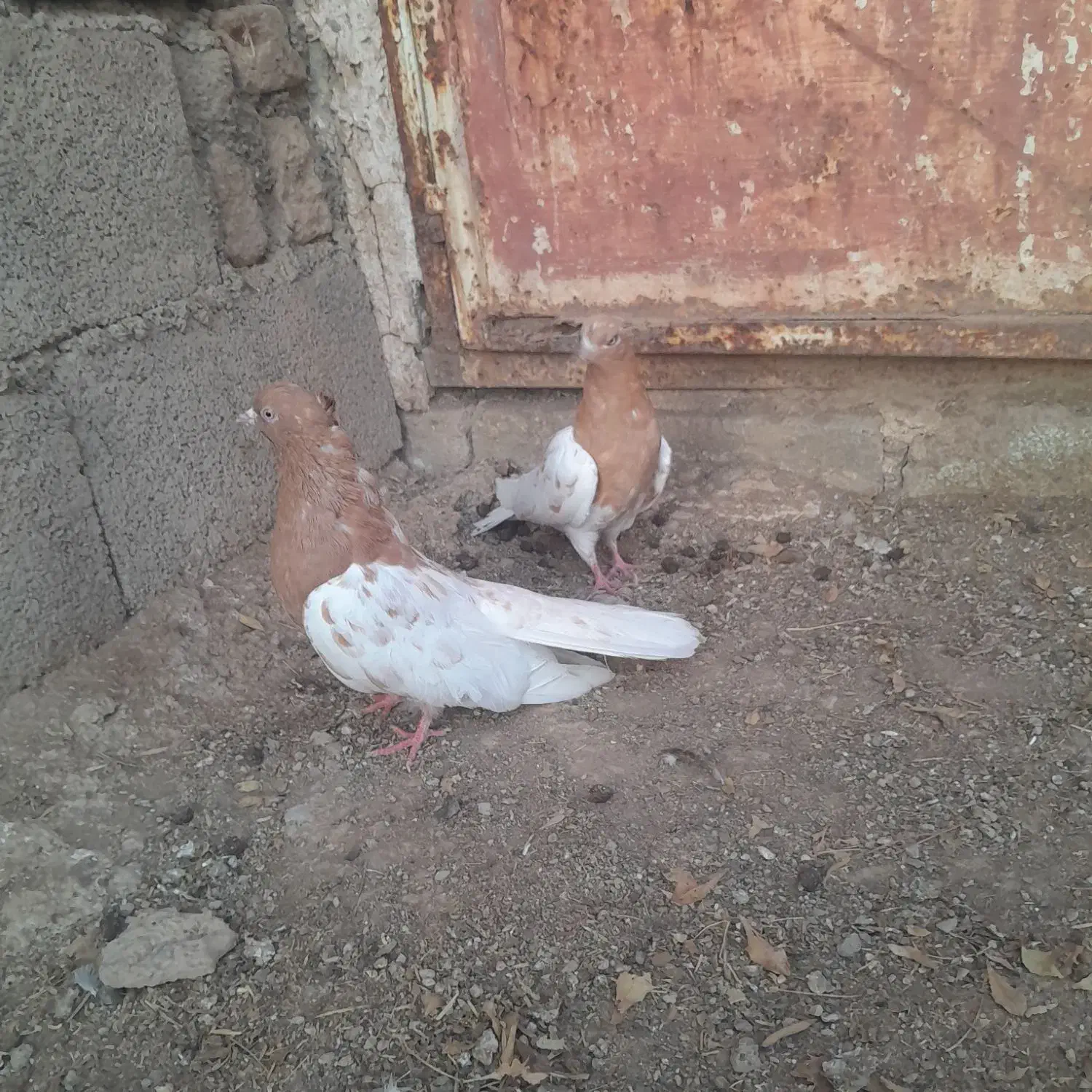 کبوتر|پرنده|چگنی, |دیوار