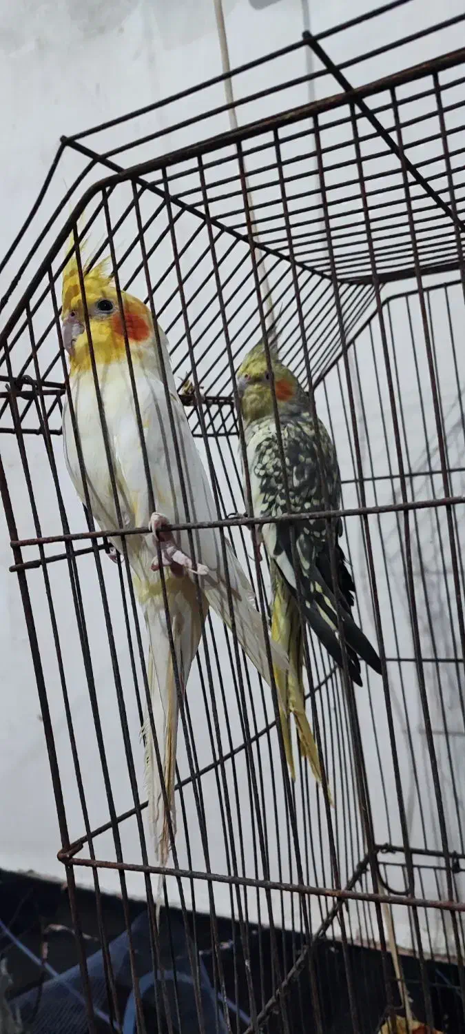 عروس پاریس|پرنده|شادگان, |دیوار