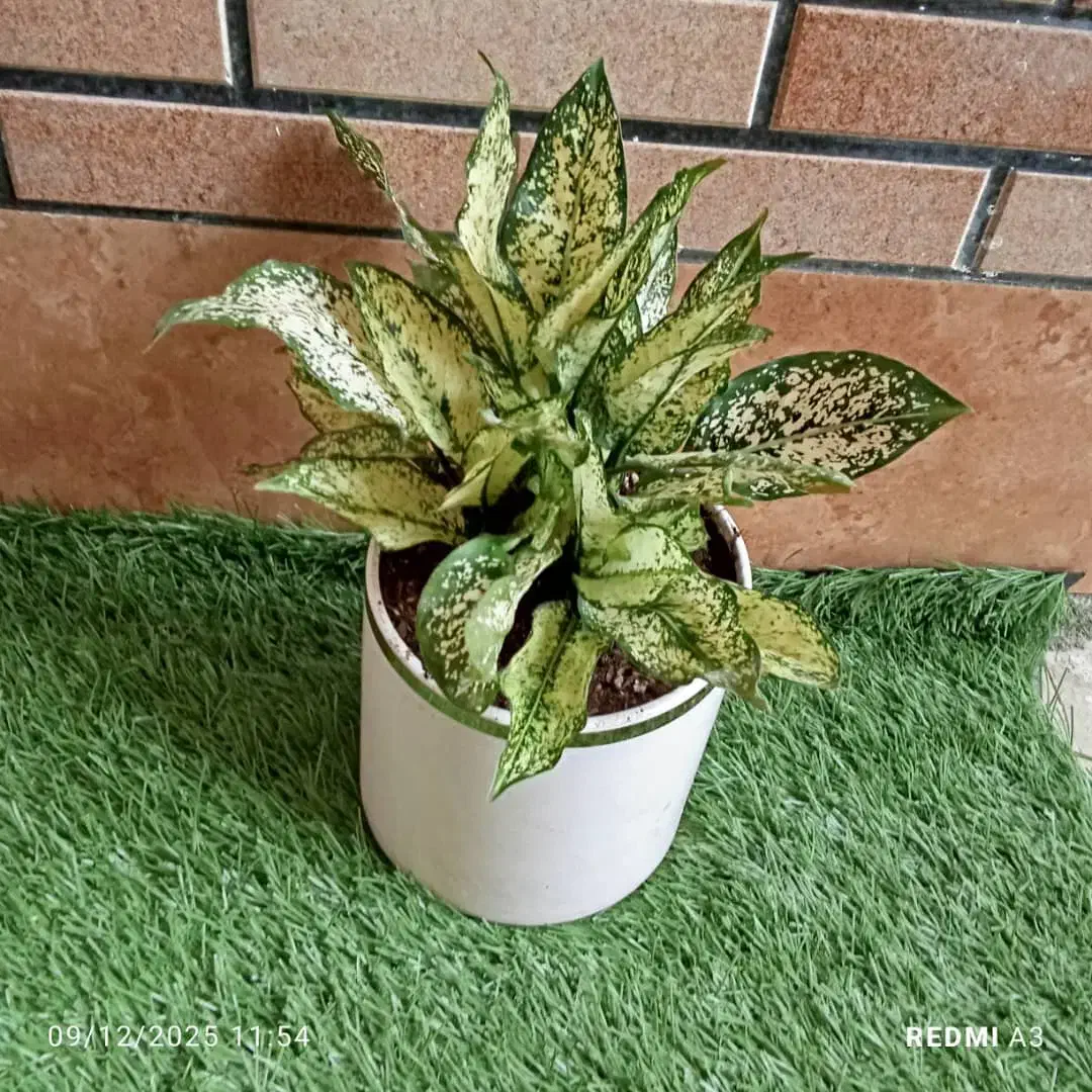 گل برای روز همسر|گل و گیاه طبیعی|بندر ماهشهر, |دیوار