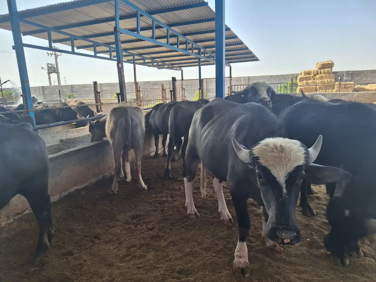 کارگر دامداری|استخدام سرایداری و نظافت|گتوند, |دیوار