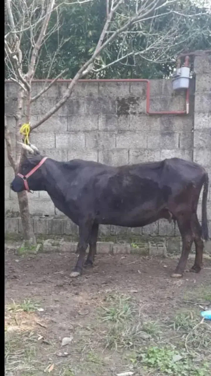 گاومحلیفقیر ۵ماه نیمشکم|حیوانات مزرعه|رضوانشهر, |دیوار