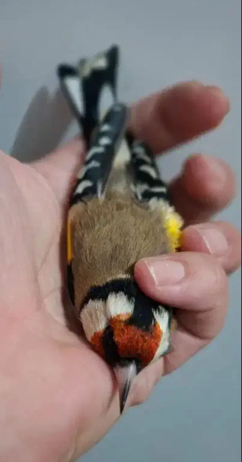 سهره صحرایی درجه یک نر|پرنده|همدان, |دیوار