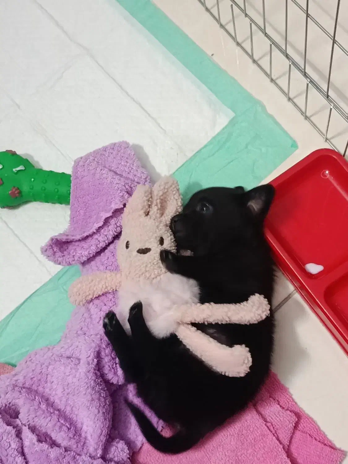 سگ اشپیز|سگ|تهران, صد دستگاه|دیوار