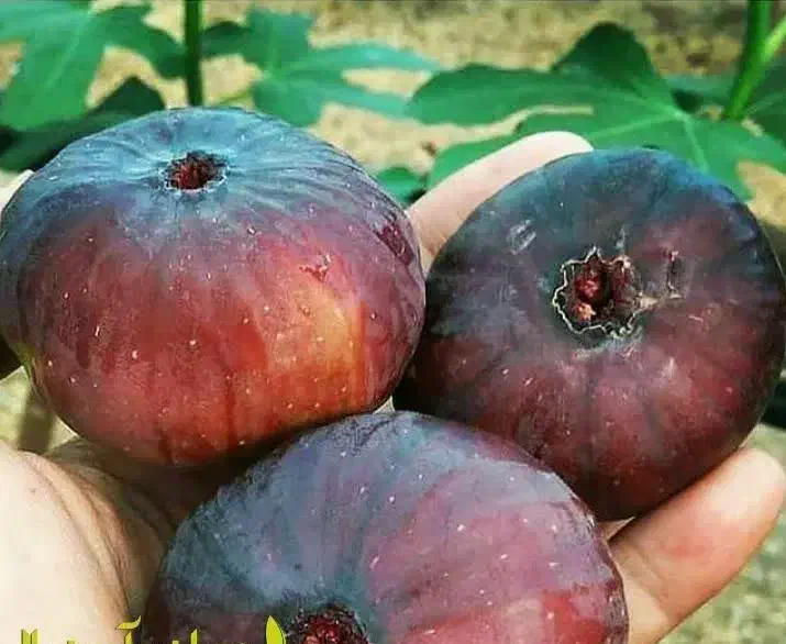 پیشفروش نهال انجیر یزدی|خدمات باغبانی و درختکاری|ماهنشان, |دیوار