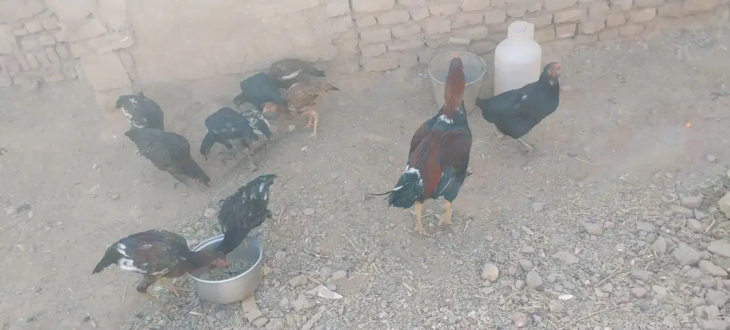 12 تا مرغ و خروس لاری|حیوانات مزرعه|تربتحیدریه, ترمینال|دیوار