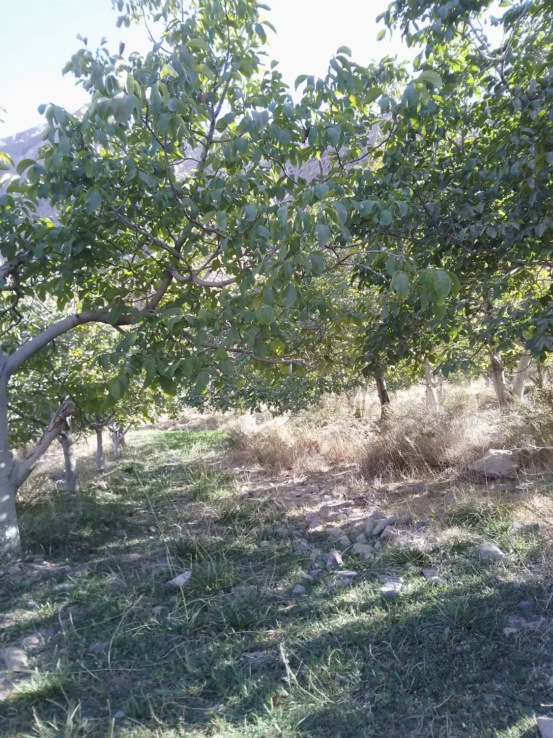 باغ فروشی|فروش دفتر صنعتی، کشاورزی، تجاری|کرمان, |دیوار