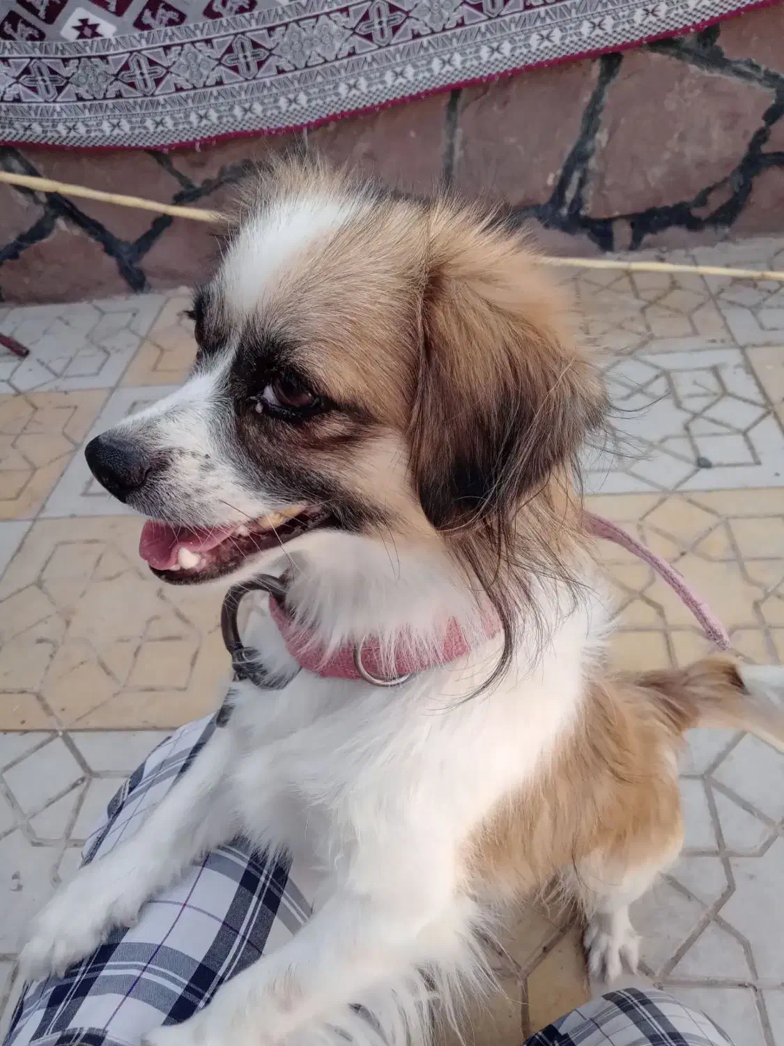 سگ پاکوتاه|سگ|سبزوار, کهنه آب|دیوار