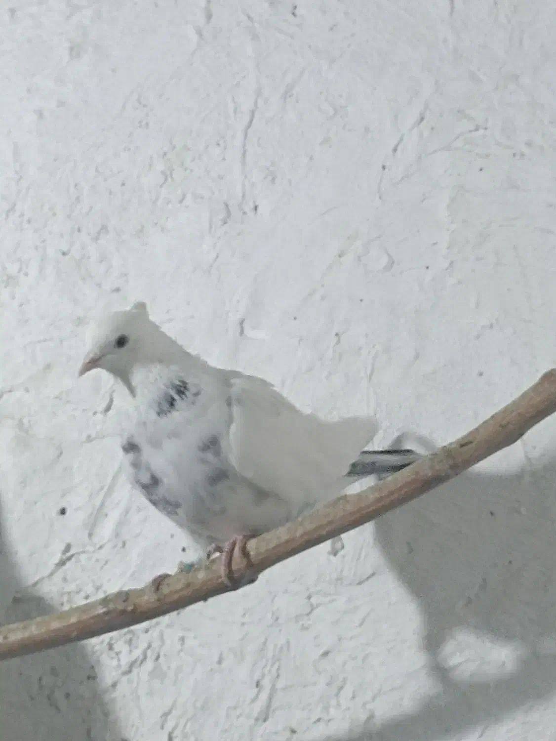 کفتر یا کبوتر گرفتی غریب گیری کفتر تیرماه کفتر خوب|پرنده|تهران, خلازیر|دیوار