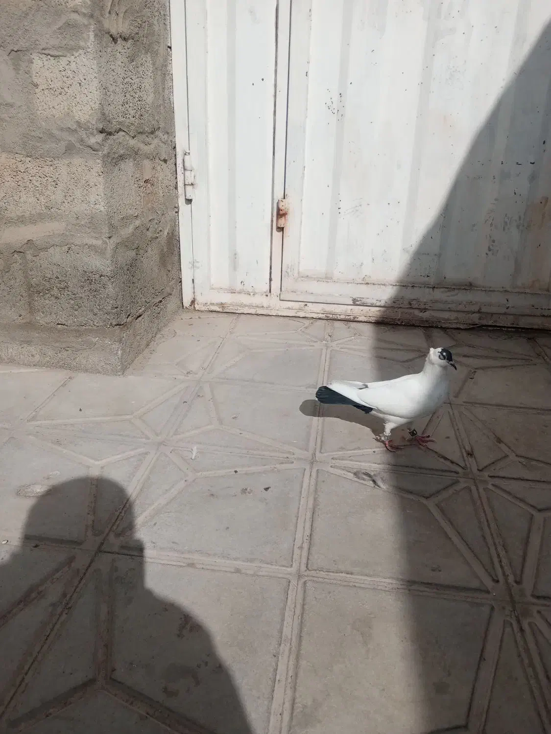 پرنده کبوتر|پرنده|کرمان, |دیوار