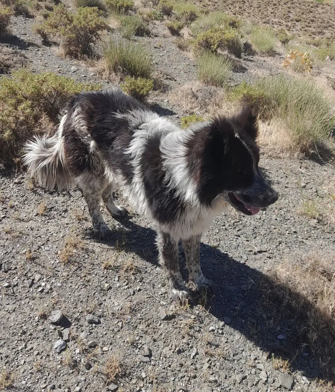 سگ گله ای|سگ|بوئین و میاندشت, |دیوار